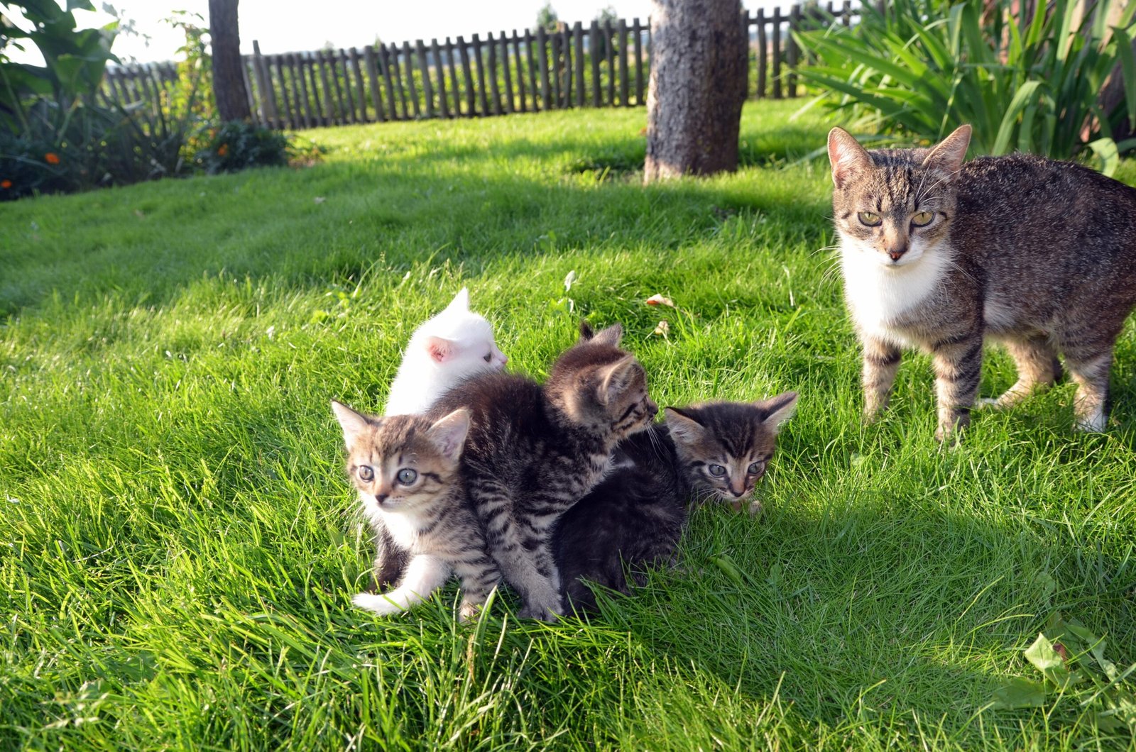 Happy cat playing