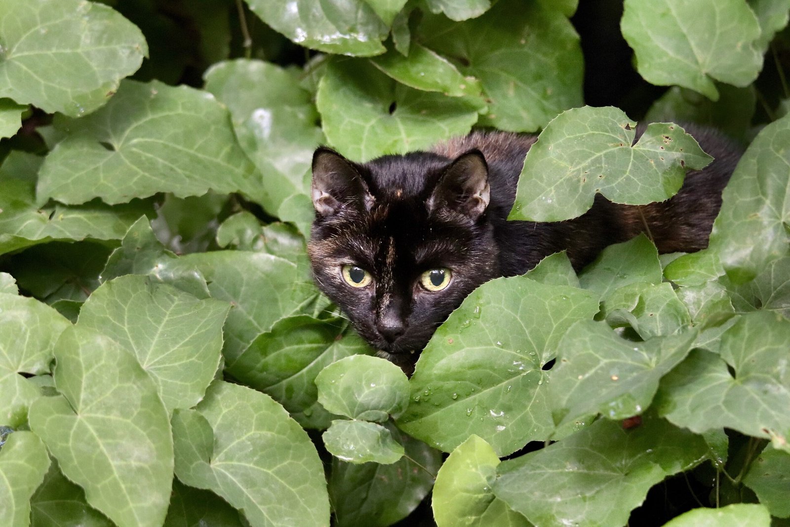 Cat in nature